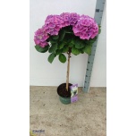 Hydrangea macr magical amethyst 23cm