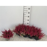 .Calluna vulgaris garden girls loki 11cm
