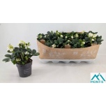 Helleborus Lumeroos christmas carol 12cm