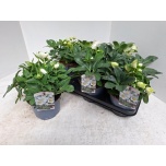 Helleborus niger christmas carol 15cm