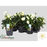 Helleborus Lumeroos christmas carol 15cm