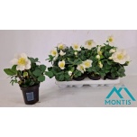 Helleborus Lumeroos christmas carol 9cm