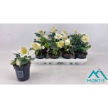 Helleborus Lumeroos christmas carol 9cm