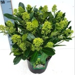Skimmia japo finchy 23cm