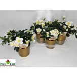 Helleborus Lumeroos Joel 17cm