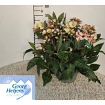 Helleborus Lumeroos eric pink frost 27cm