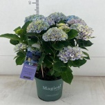 Hydrangea Hortensia macr magical revolution 20cm
