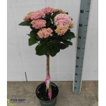 Hydrangea Hortensia macr magical revolution 23cm