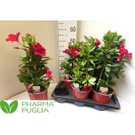 Mandevilla Mandevill rio deep red 17cm