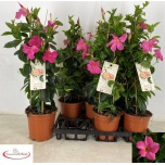 Mandevilla Mandevill rio pink 17cm