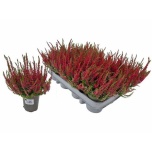 Calluna vulg Kanarbik red sun 9cm