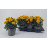 Coreopsis Neiusilm gran presto 17cm