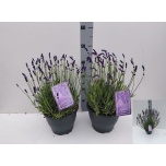 Lavandula angu havanna dark 23cm
