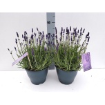 Lavandula Lavendel an havanna dark 23cm