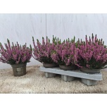 Calluna vulg Kanarbik beauty-ladies renate 12cm