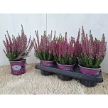 Calluna vulg Kanarbik beauty-ladies renate 12cm