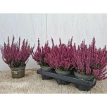 Calluna vulg Kanarbik beauty-ladies renate 12cm