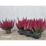 Calluna vulg Kanarbik beauty ladies sabella 12cm