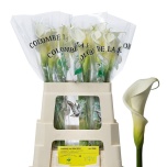 Zantedeschia Kalla ae Colombe Paix 50cm
