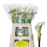 Zantedeschia Kalla ae Colombe Paix 60cm