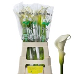 Zantedeschia Kalla ae Colombe Paix 70cm