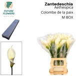 Zantedeschia Kalla ae Colombe Paix 70cm