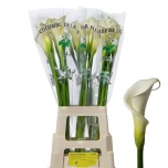 Zantedeschia Kalla Colombe de la Paix 80cm