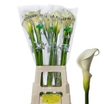 Zantedeschia Kalla Colombe Paix 80cm