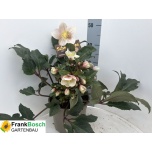 Helleborus Lumeroos Sh Star 21cm