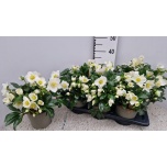 Helleborus Lumeroos wintergold 17cm