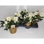 Helleborus Lumeroos wintergold 17cm