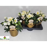 Helleborus Lumeroos wintergold 17cm
