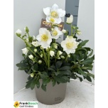 Helleborus Lumeroos wintergold 21cm