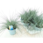 Festuca Aruhein glauca intense blue 17cm