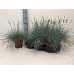 Festuca Aruhein glauca intense blue 17cm