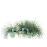 Festuca Aruhein glauca intense blue 17cm