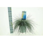 Festuca Aruhein glauca intense blue 23cm