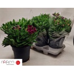 Alstroemeria Inkaliilia Inti Da Purple 21cm