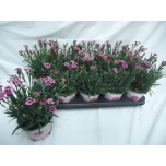 Dianthus Pink Kisses 12cm