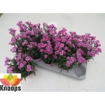 Dianthus Nelk Pink Kisses 12cm