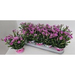 Dianthus Nelk pink kisses 12cm