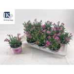 Dianthus Nelk Pink Kisses 12cm