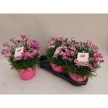 Dianthus Nelk Pink Kisses 19cm