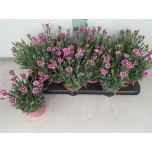 Dianthus Nelk 10,5cm Pink Kisses