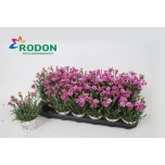 Dianthus Nelk Pink Kisses 9cm