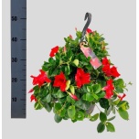 Mandevilla Mandevill sund velvet red 25cm