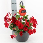 Mandevilla sundaville velvet red 27cm