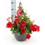 Mandevilla Mandevill diam topaze vermillion 27cm