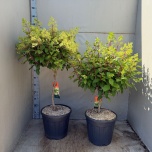 Hydrangea Hortensia paniculata diamantino 35cm h120