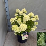 Hydrangea Hortensia pani little lime 30cm